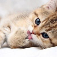 Артем Котов