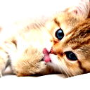 Артем Котов