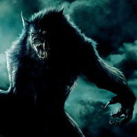 Вовк Звичайний