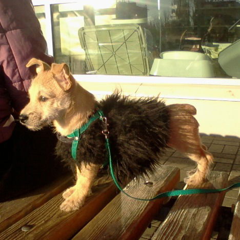 Виталий Романенко