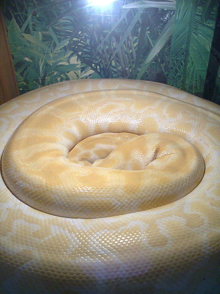 Макс Штирлев