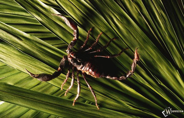 Александр Солдатов