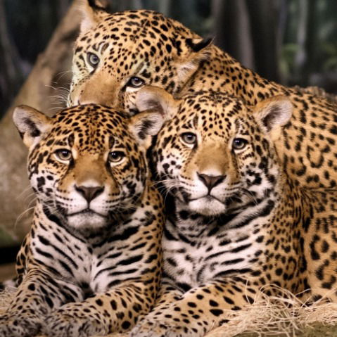 Ольга Истомина