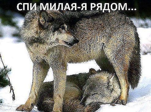 что получится если скрестить дыню и персик