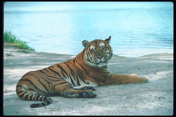 Александра Янченкова