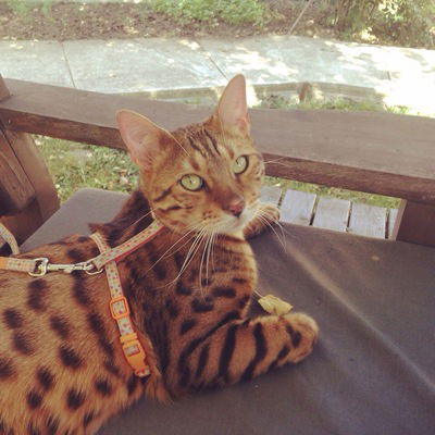 Юля Решетняк