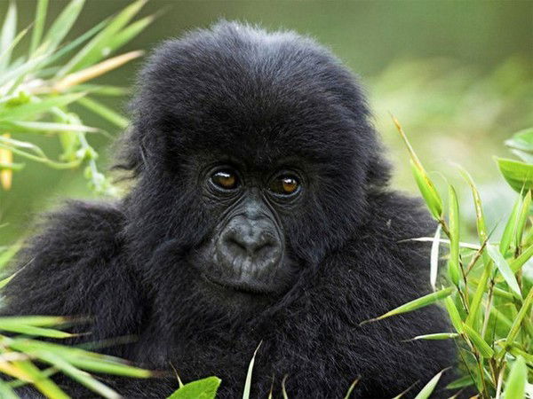 Степан Котов