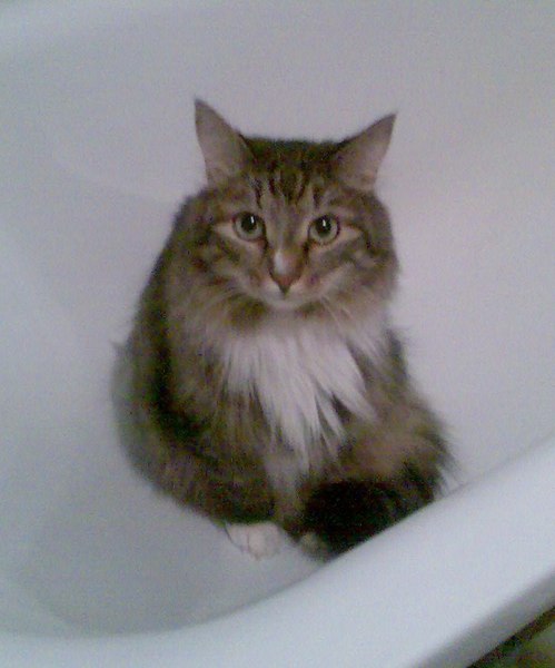 Кирилл Булычев