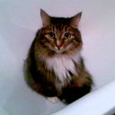 Кирилл Булычев