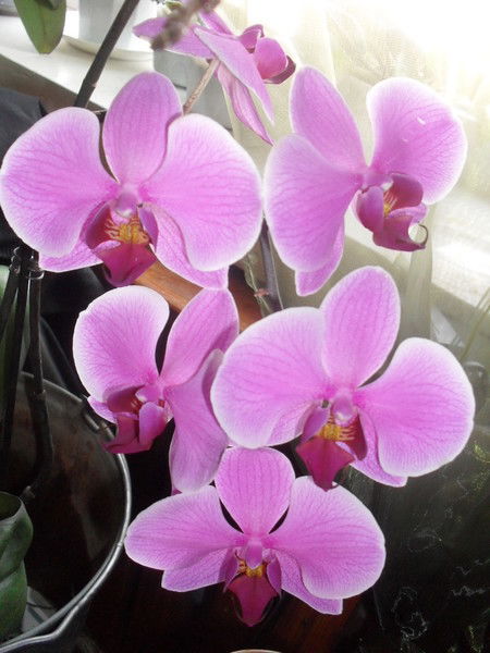 Наталья Бикмурзина