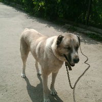 Илья Павлов