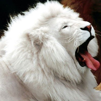 Дмитрий Михайлов