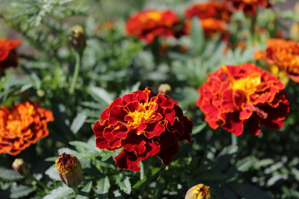 Евгения Федулова