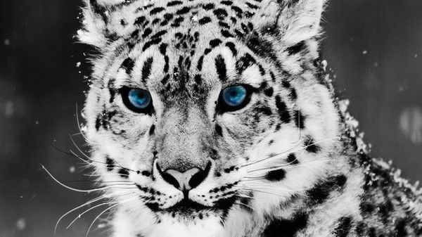 Борис Гордюшкин