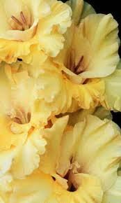 Ольга Абросимова