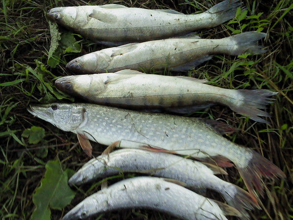 Виктор Торопов