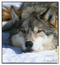 Оля Боканева