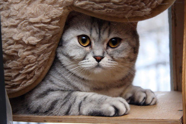 Светлана Ра