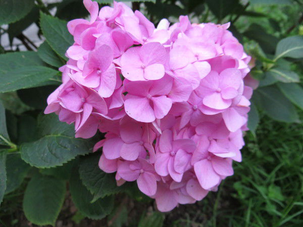 Ольга Камчатная