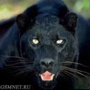 Аигуль Сундетова