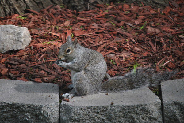 Белочка Пушистая