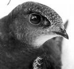 Настена Радюк