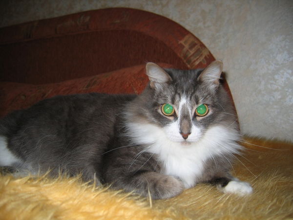 Игорь Дьяконов