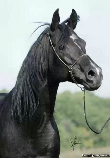 Аманжол Исаев