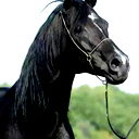 Аманжол Исаев