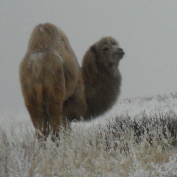 Александр Никитин