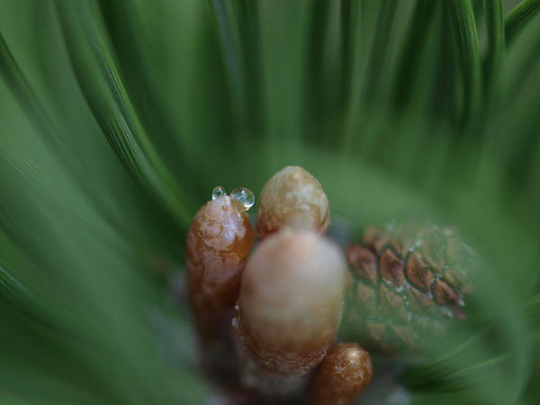 Василий Несмотри Сюда