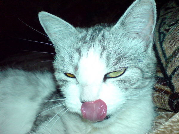 Дина Черкасова