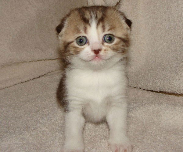 Катя Антонова