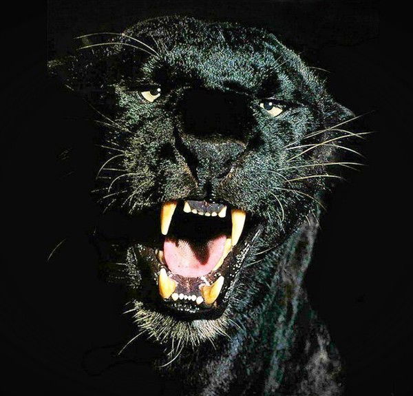 Дмитрий Пуховский