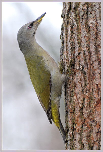 Вячеслав Леопардович
