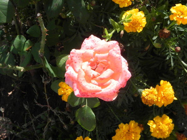 Тарасов Руслан