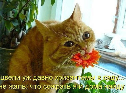 Марк Карякин