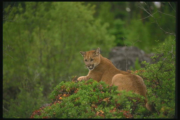 Жазира Наурызбаева