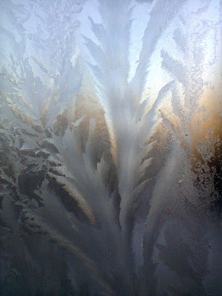 Елена Бардышева