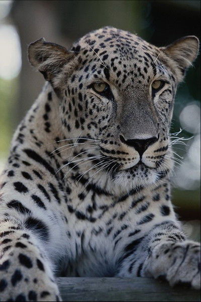 Александр Соколов