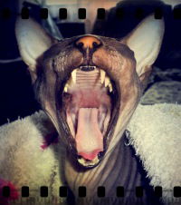 Евгений Вахтель