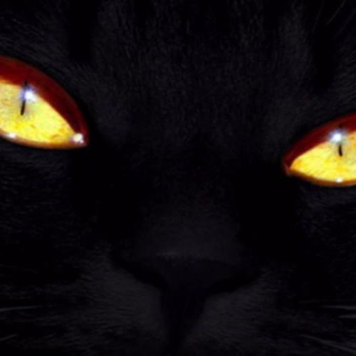 Дикая Кошечка