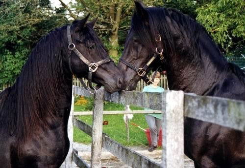 Нурик Нурик