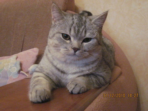 Наталья Белан