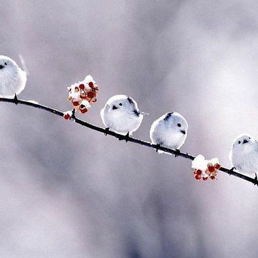 Лариса Пильщикова