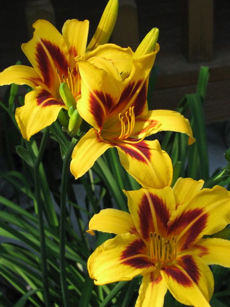 Ольга Архипова