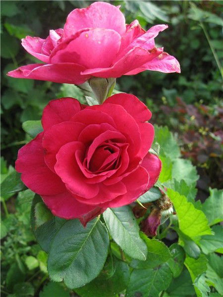 Татьяна Рыжман