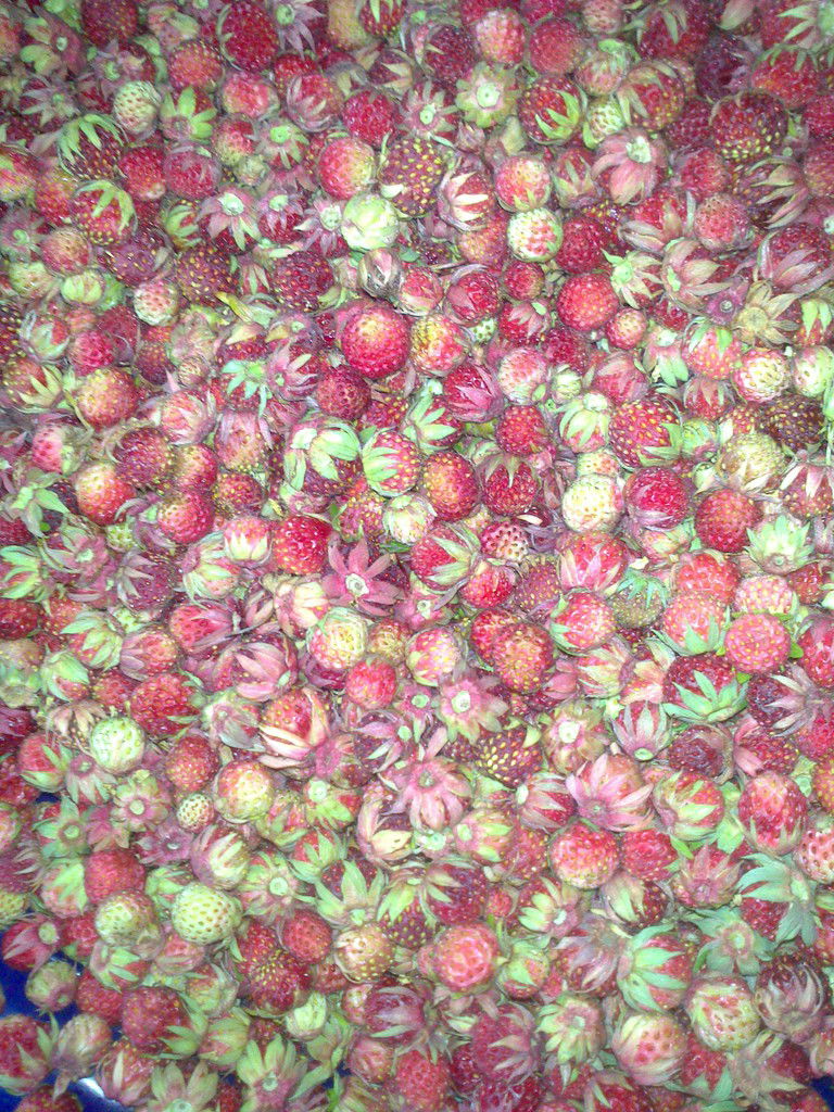 Елена Малышева