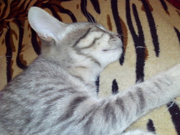 Александр Сивак