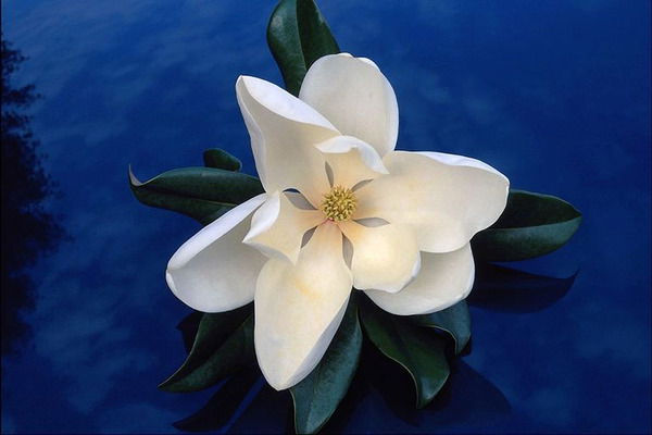 Анна Фомина